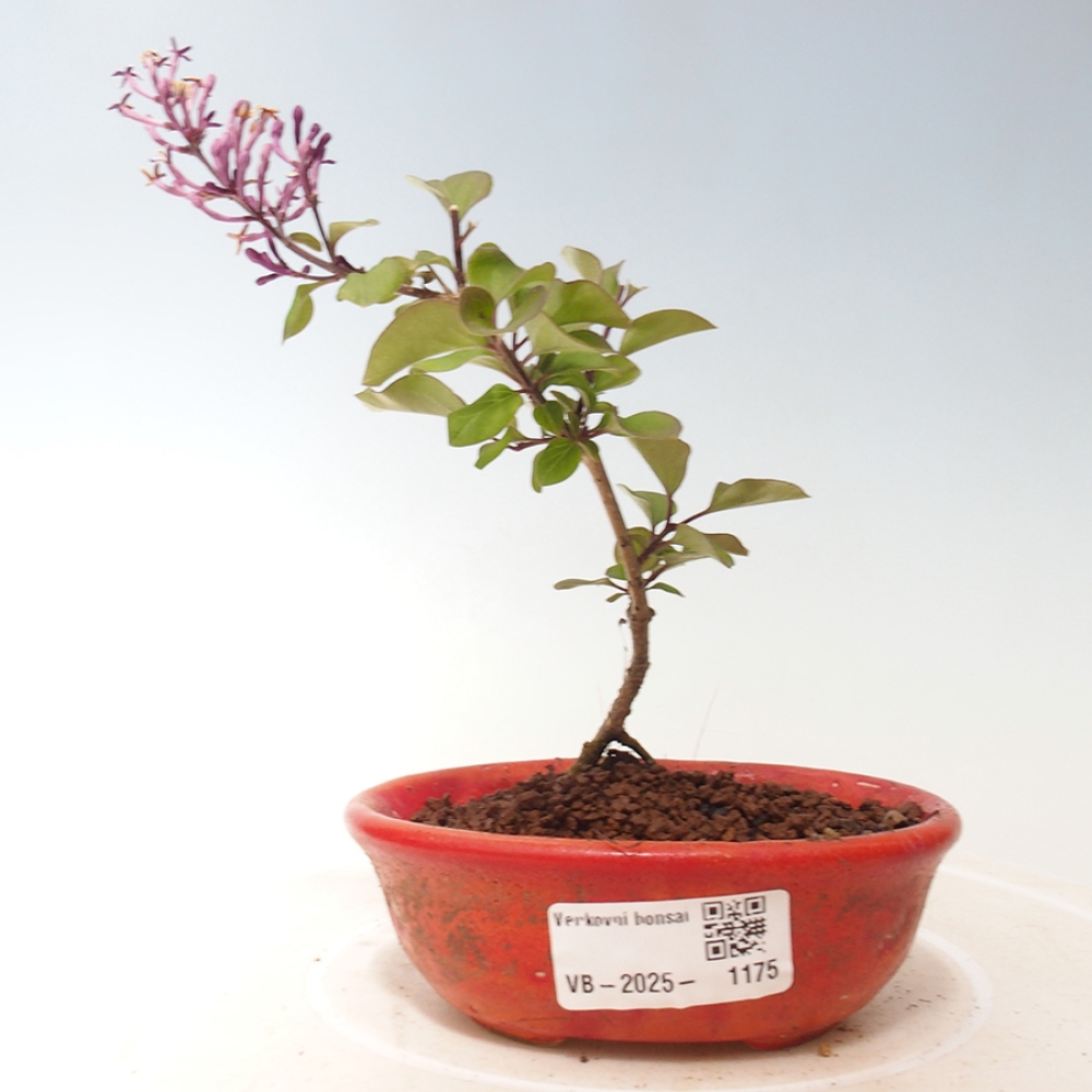 Bonsai voor buiten - Syringa Meyeri Palibin - Meyersering