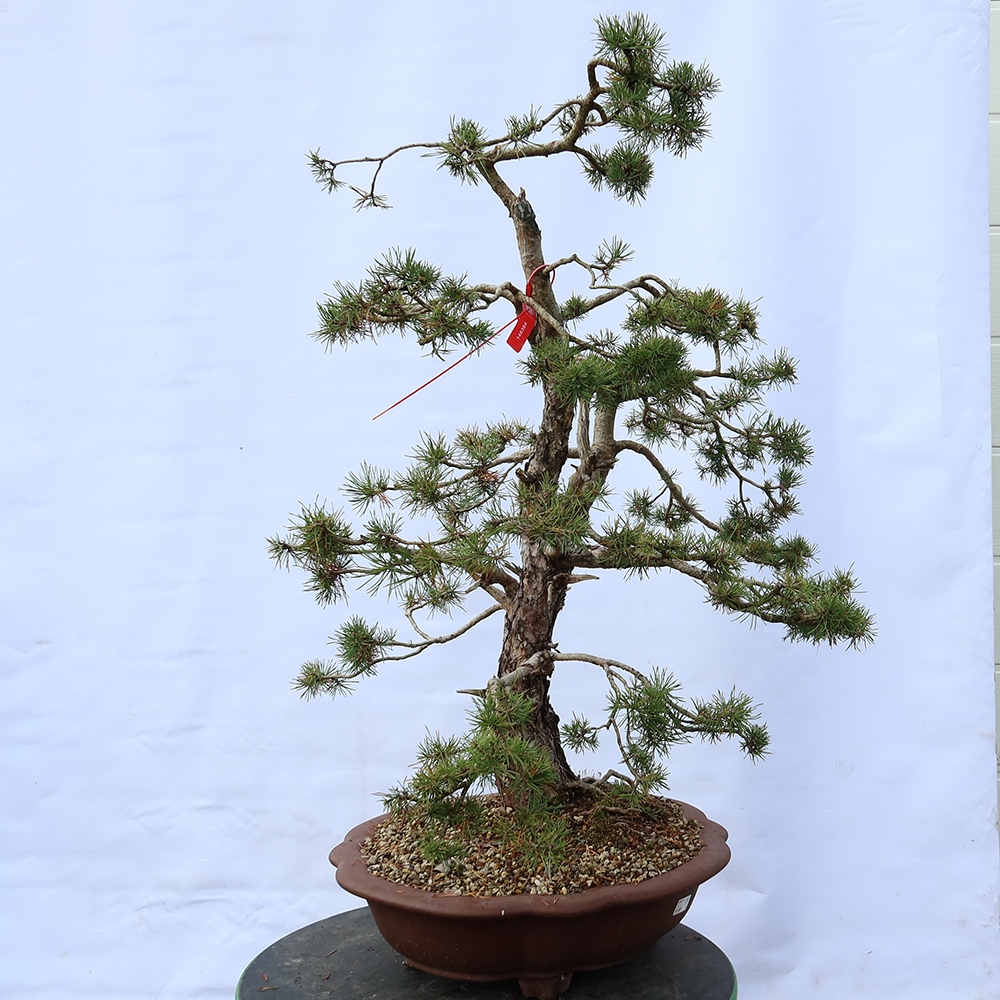 Pinus sylvestris Spanje - grove den