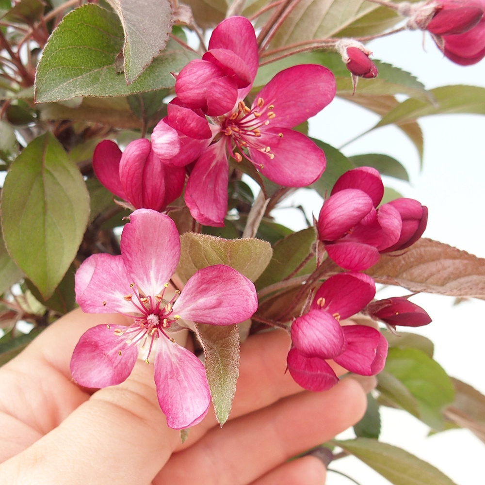 Bonsai voor buiten -Malus domestica - Roodbladige appelboom met kleine vruchten
