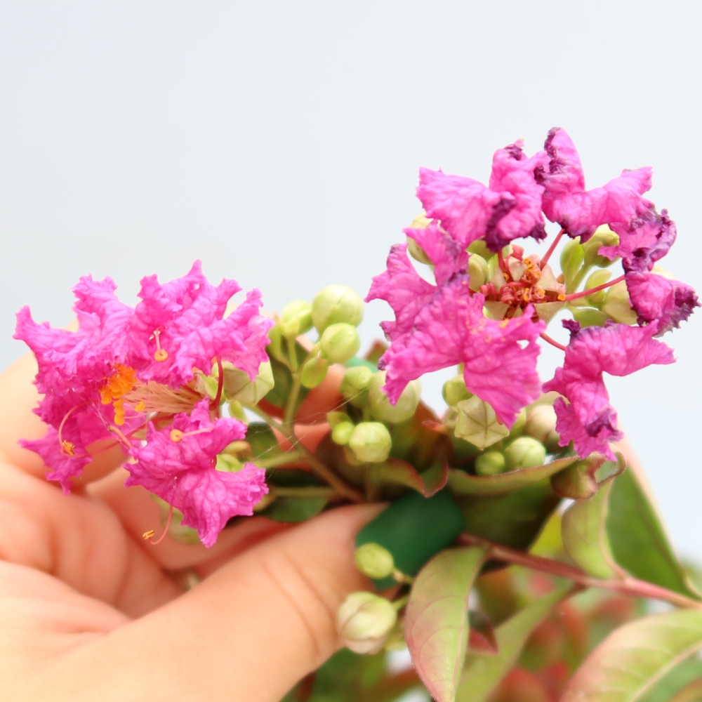 Kamerbonsai - Lagerstroemia indica - Indische seringenboom