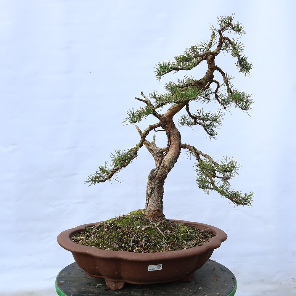 Pinus sylvestris Spanje - grove den