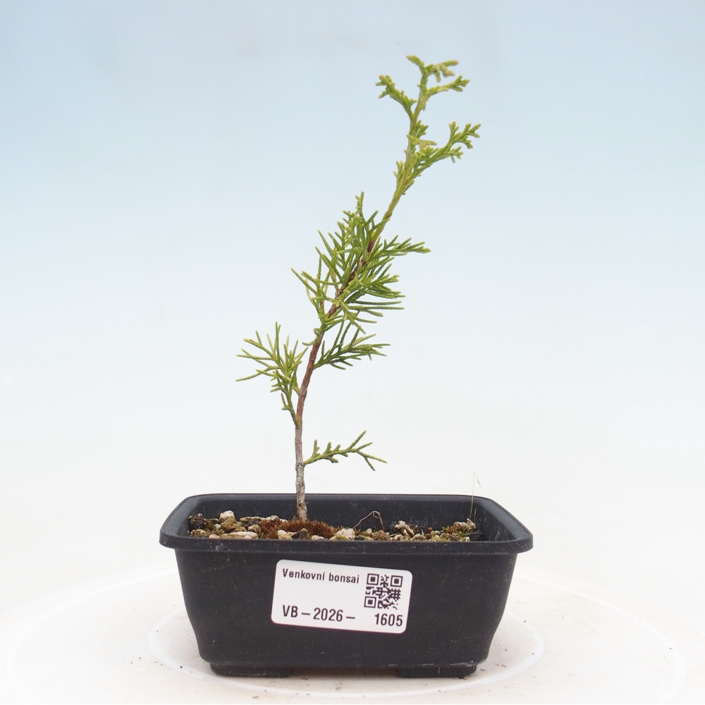 Bonsai voor buiten - Juniperus chinensis Itoigawa