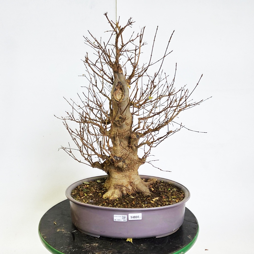 Bonsai esdoorn voor buiten - Acer Burgeriana