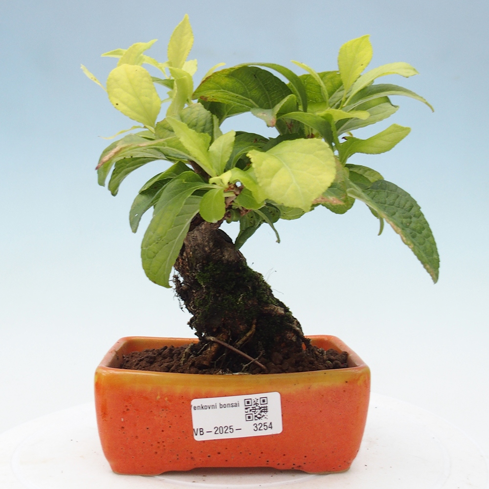 Bonsai voor buiten - Celastrus orbiculatus
