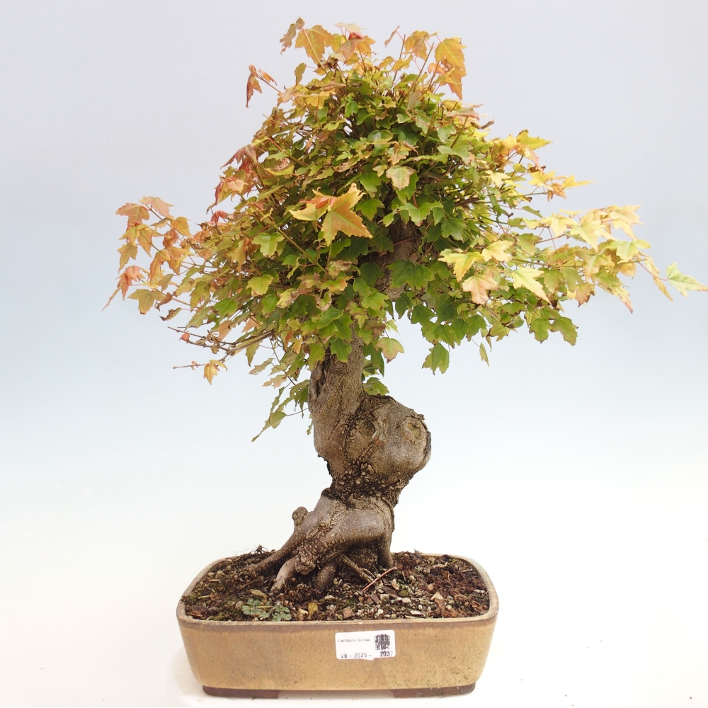 Bonsai voor buiten - Acer Buergerianum - Burgeresdoorn
