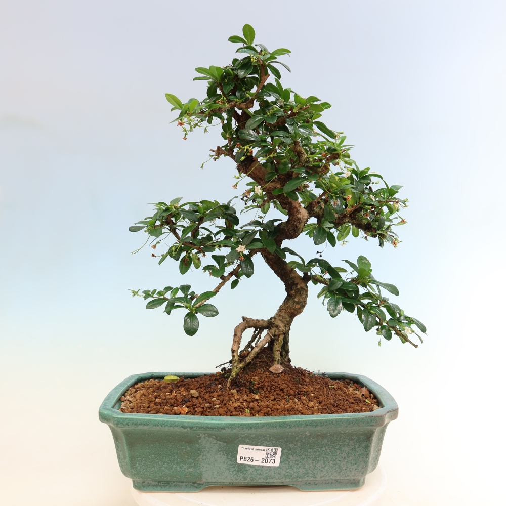 Kamerbonsai - Carmona macrophylla - Thee fuki