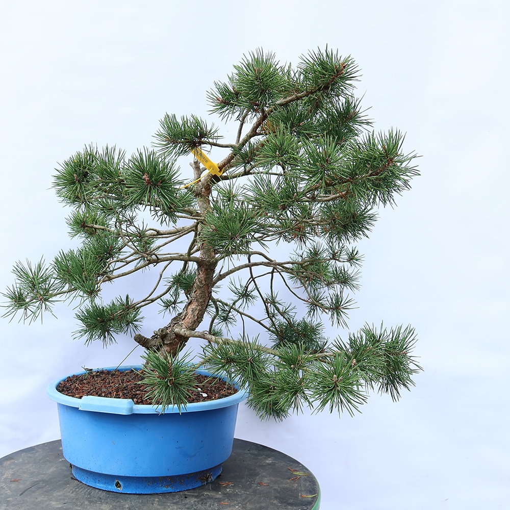 Pinus sylvestris Spanje - grove den