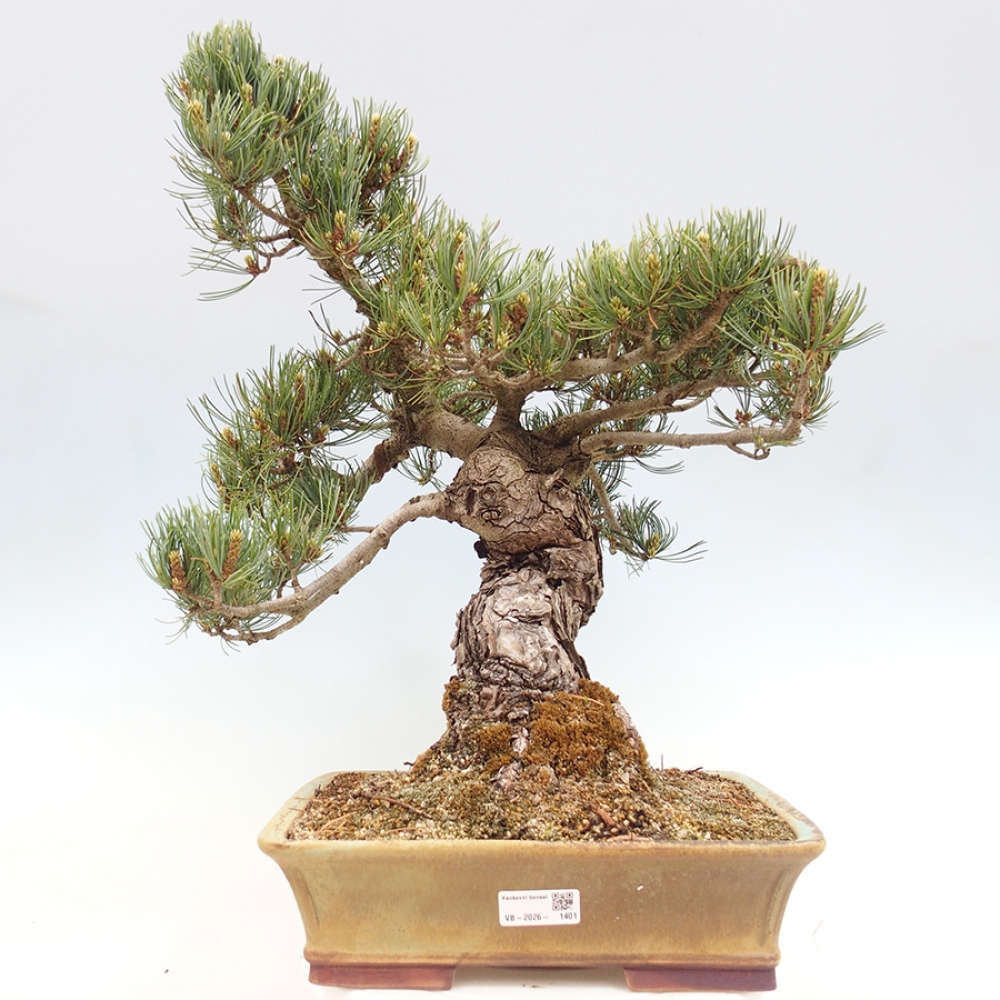 Bonsai voor buiten - Pinus parviflora - Pinus parviflora