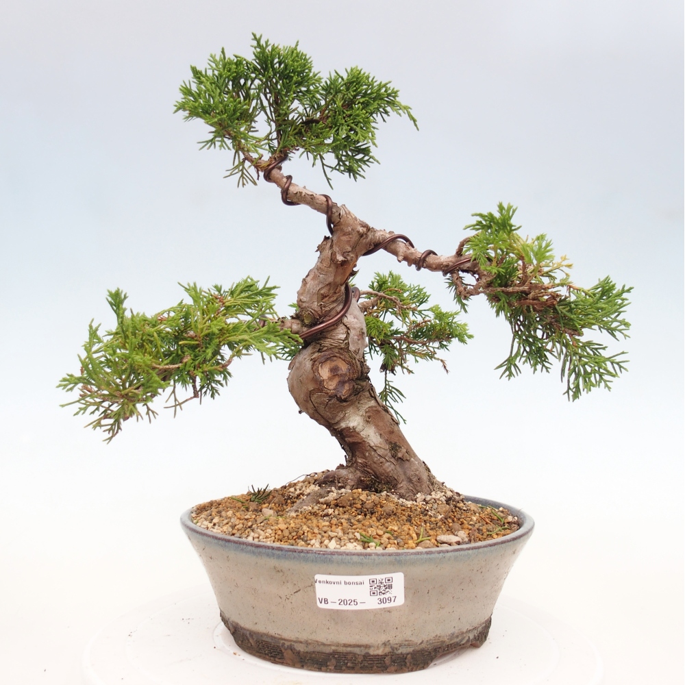 Bonsai voor buiten - Juniperus chinensis Itoigawa