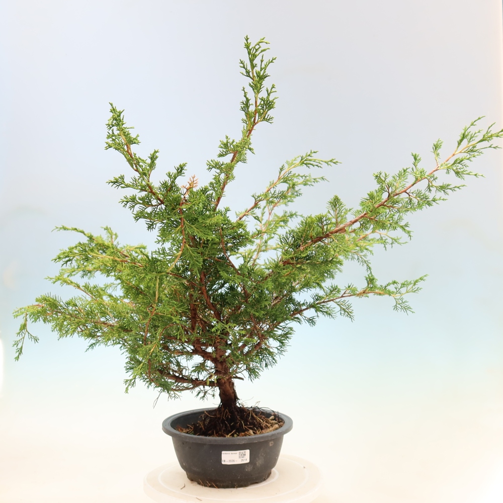 Bonsai voor buiten - Juniperus chinensis Itoigawa