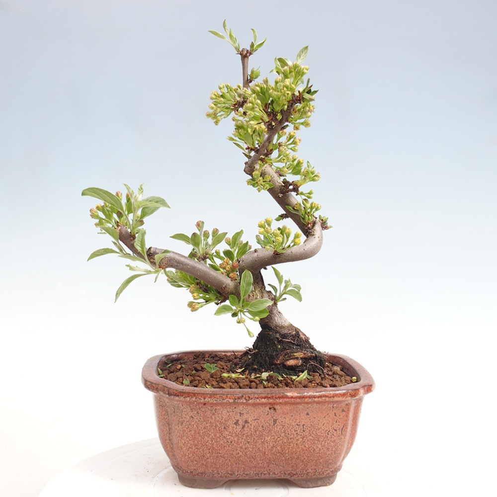 Bonsai voor buiten - Malus sargentii - Appelboom met kleine vruchten