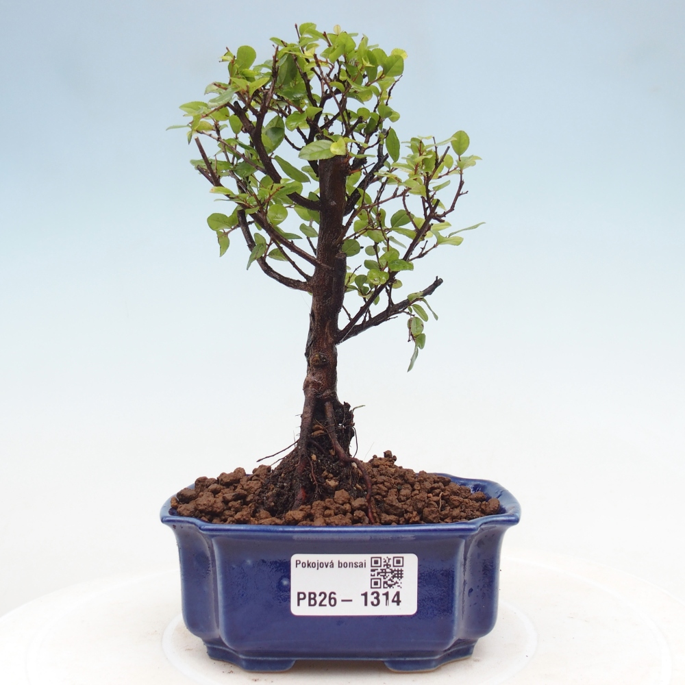 Kamerbonsai - Sageretia thea - Sageretia thea