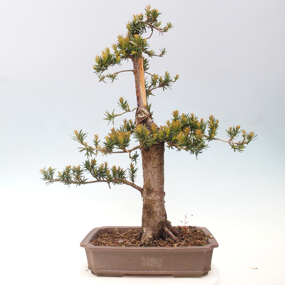 Bonsai voor buiten - Taxus cuspidata - Japanse Taxus