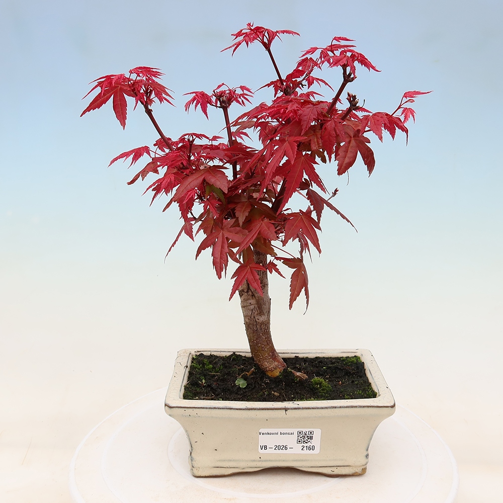 Bonsai voor buiten - Acer palmatum DESHOJO