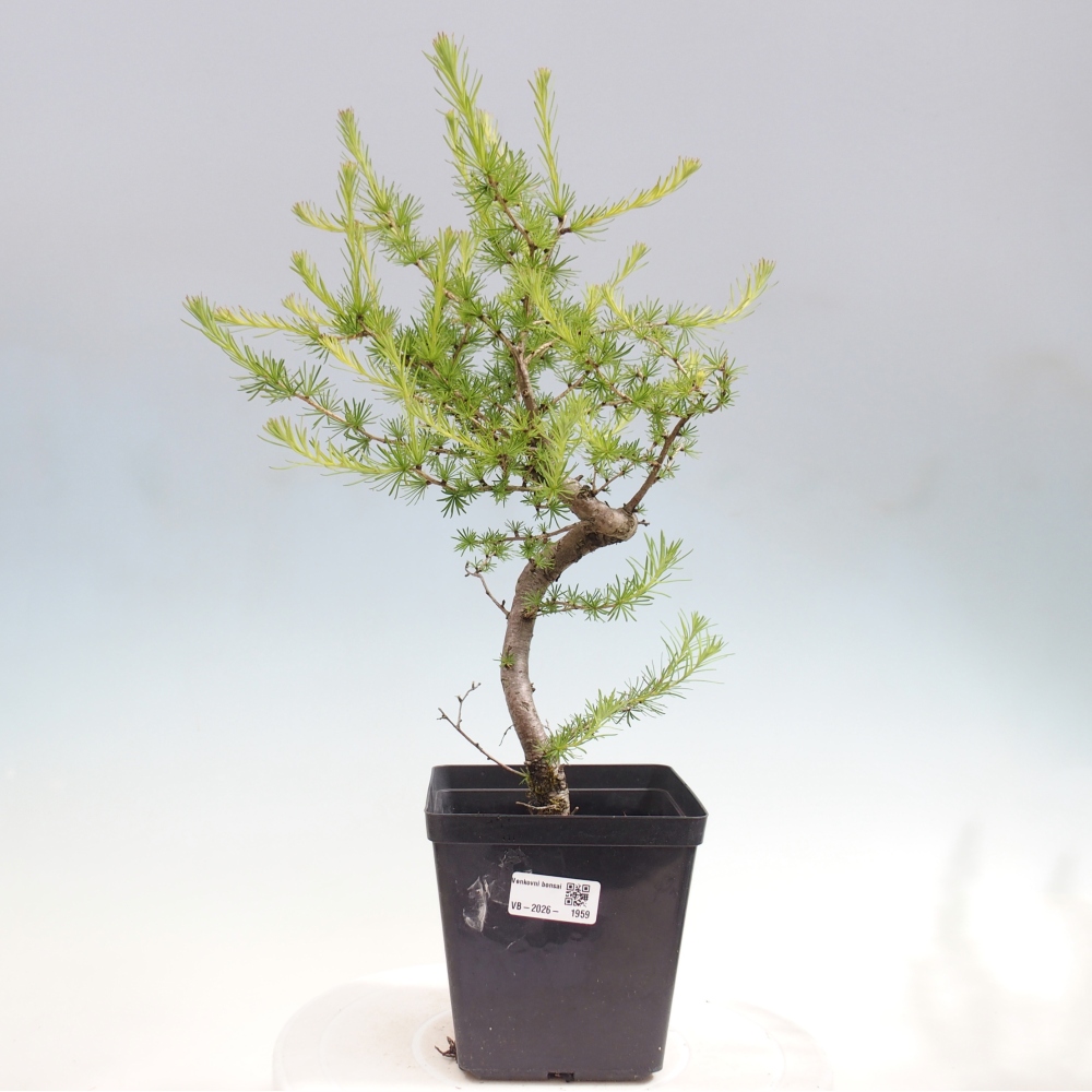 Bonsai voor buiten -Larix decidua - Lariks