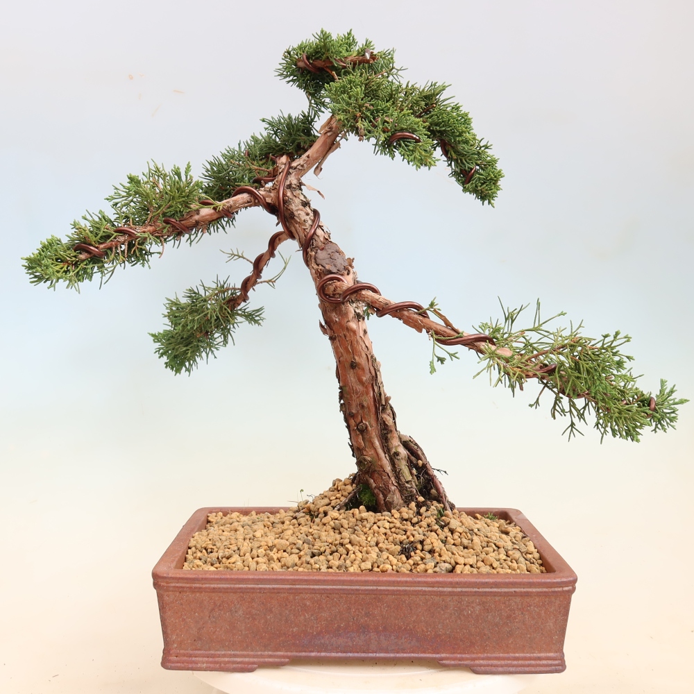 Bonsai voor buiten - Juniperus chinensis Kishu