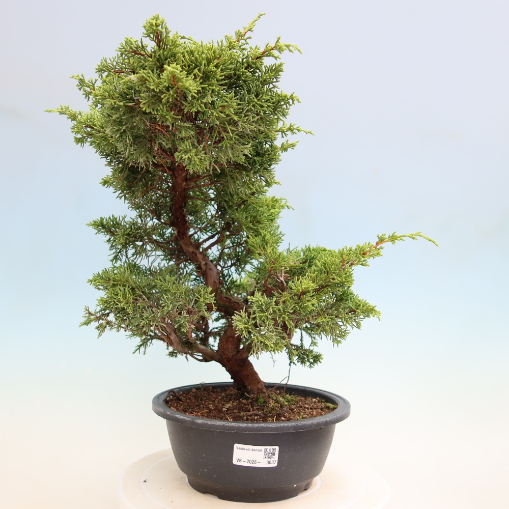 Bonsai voor buiten - Juniperus chinensis Itoigawa-Juniperus chinensis