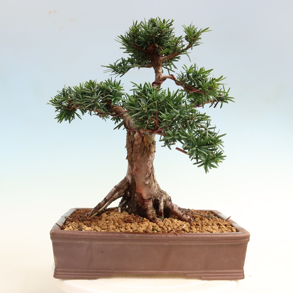 Bonsai voor buiten - Taxus cuspidata - Japanse Taxus