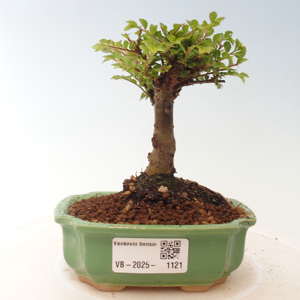Bonsai voor buiten - Ulmus parvifolia Sagei - Kleinbladige iep