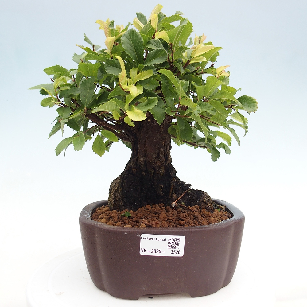 Bonsai voor buiten - Zelkova - Zelkova NIRE