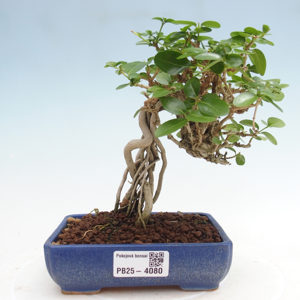 Bonsai voor binnen - Premna serratifolia - Kozlovna malolista