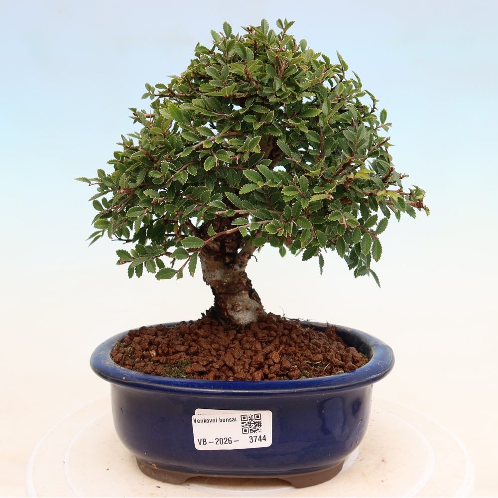 Bonsai voor buiten - Zelkova - Zelkova NIRE