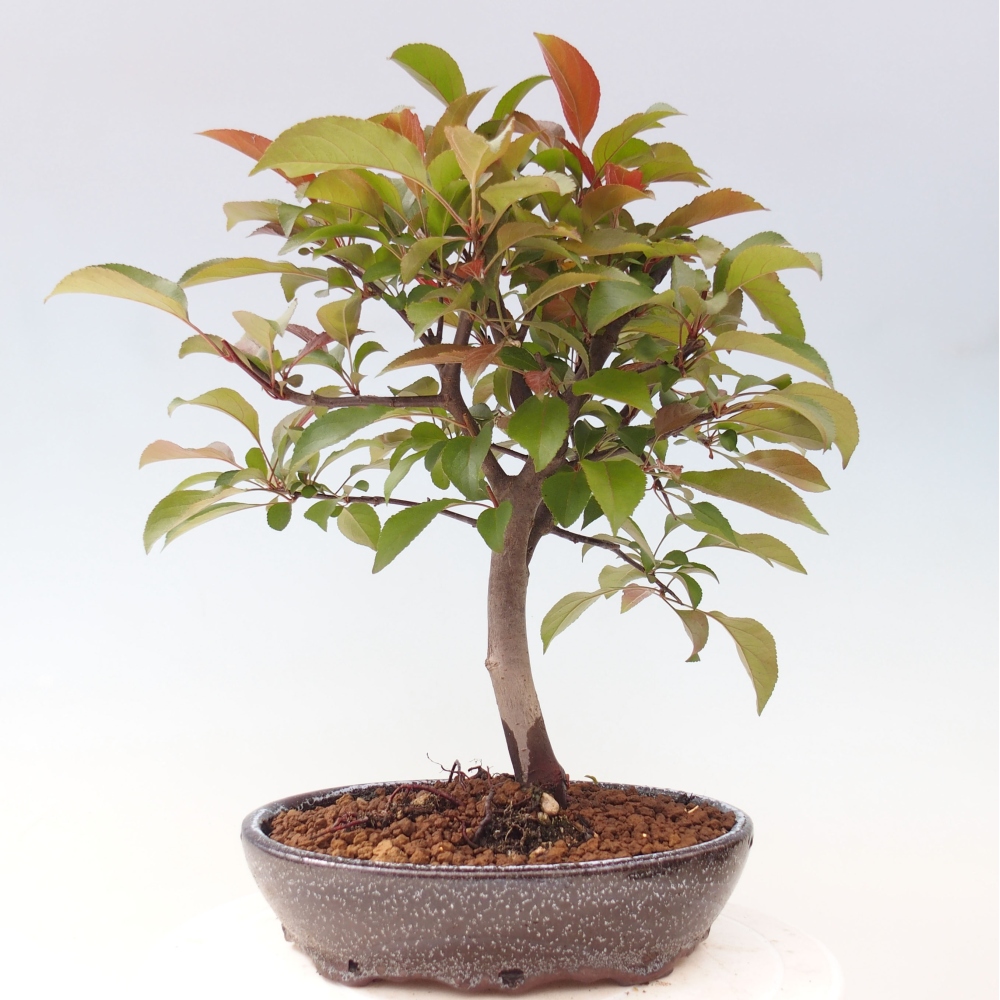 Bonsai voor buiten -Malus domestica - Roodbladige appelboom met kleine vruchten