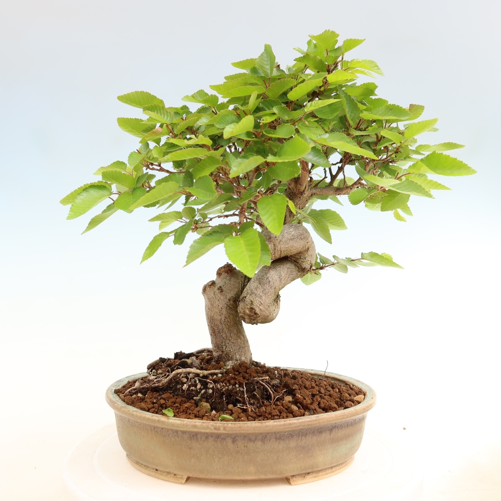 Bonsai voor buiten -Carpinus Coreana - Koreaanse haagbeuk