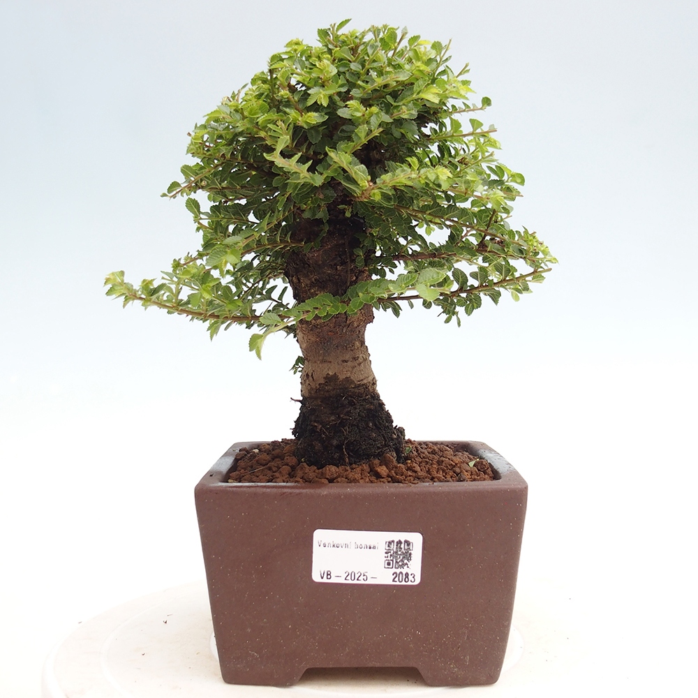 Bonsai voor buiten - Ulmus parvifolia Hokkaido - Chinese iep