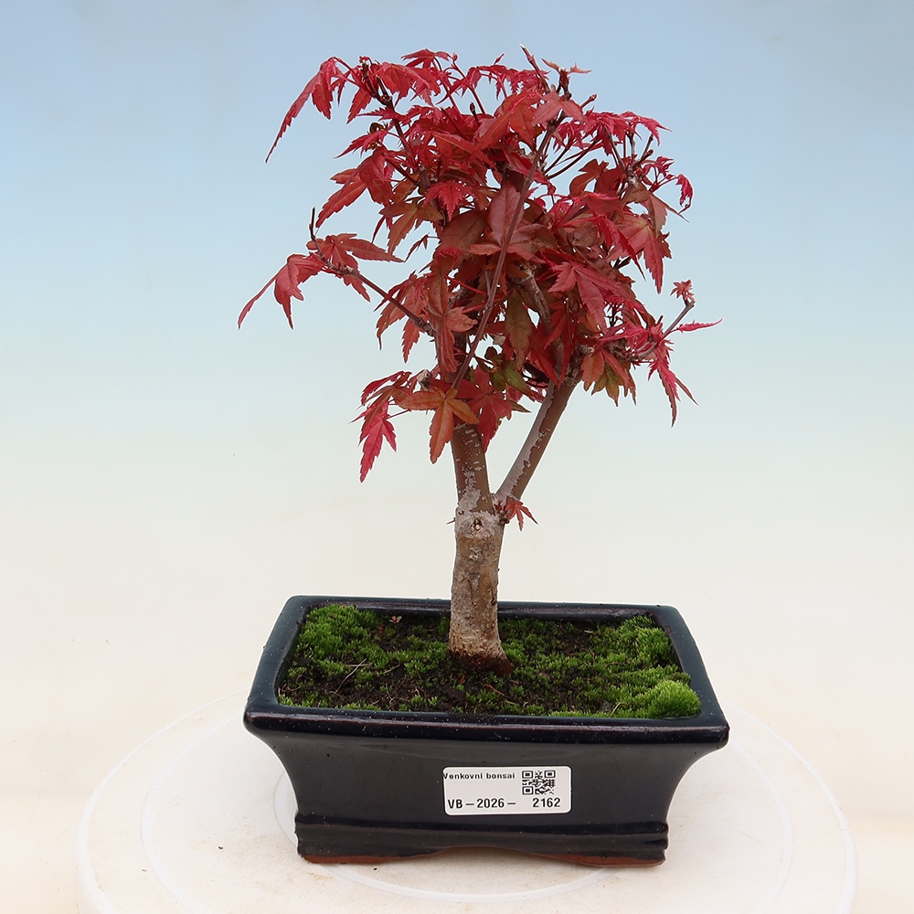 Bonsai voor buiten - Acer palmatum DESHOJO