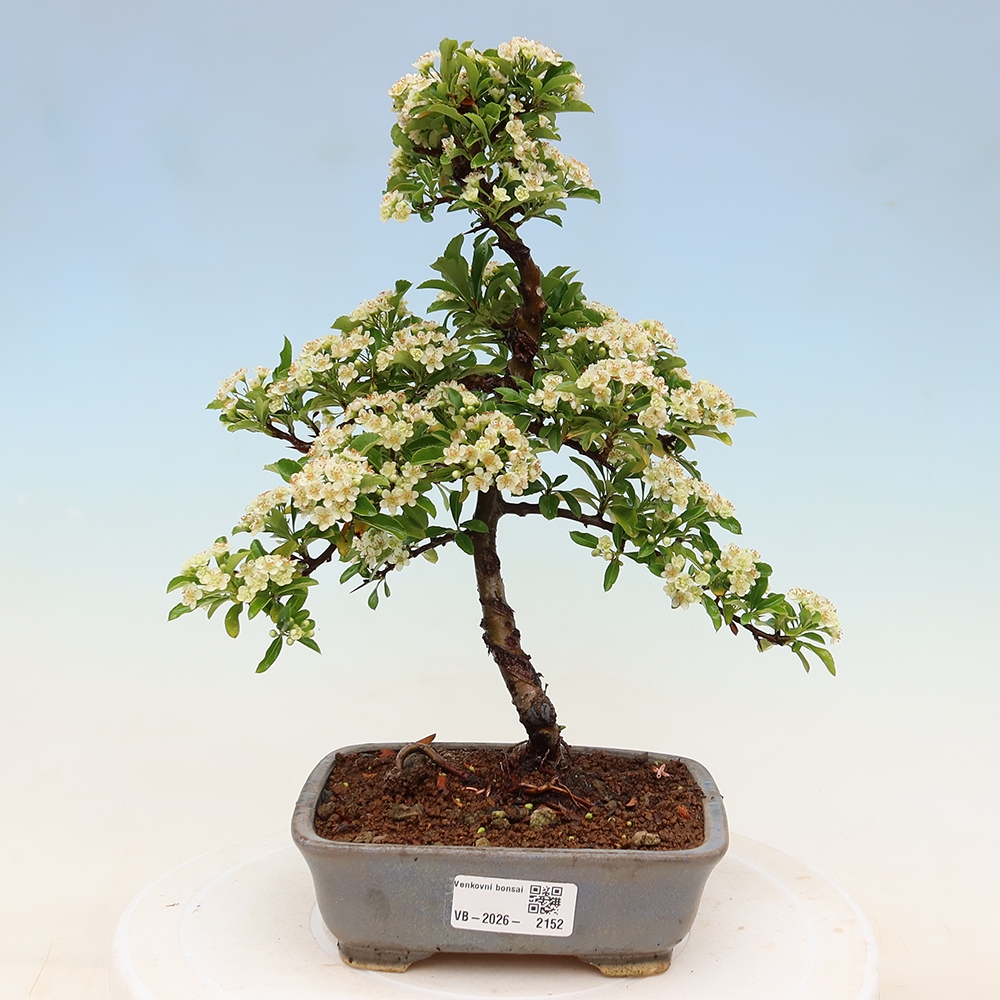 Buitenbonsai - Pyracantha teton - Vuurdoorn