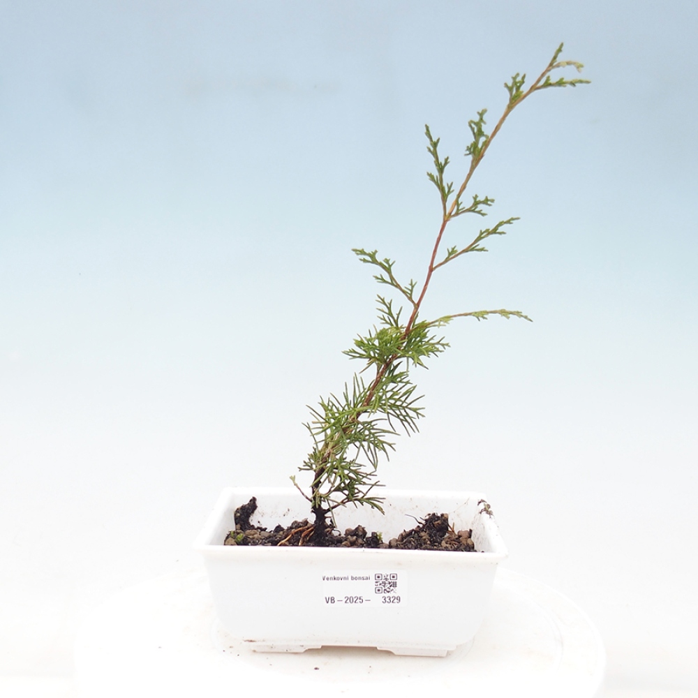 Bonsai voor buiten - Juniperus chinensis Itoigawa