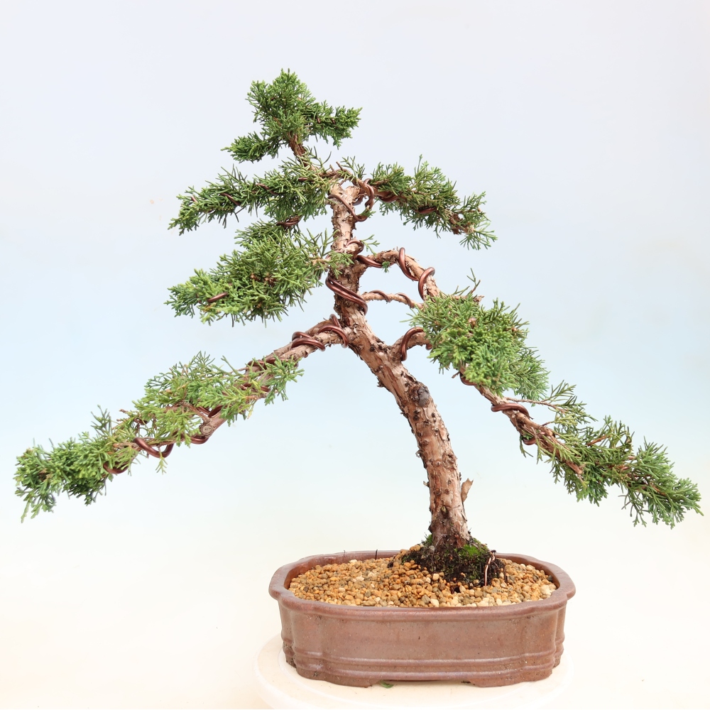Bonsai voor buiten - Juniperus chinensis Kishu