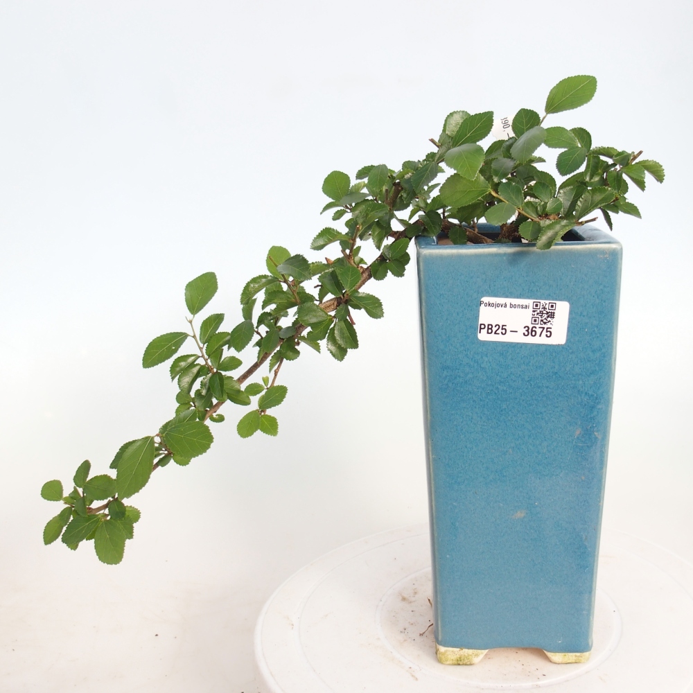 Bonsai - Grewia occidentalis - Lavendel zeester