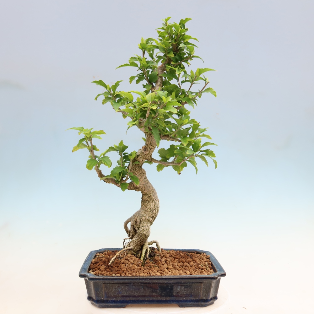 Bonsai voor buiten - Hibiscus syriacus - Syrische hibiscus