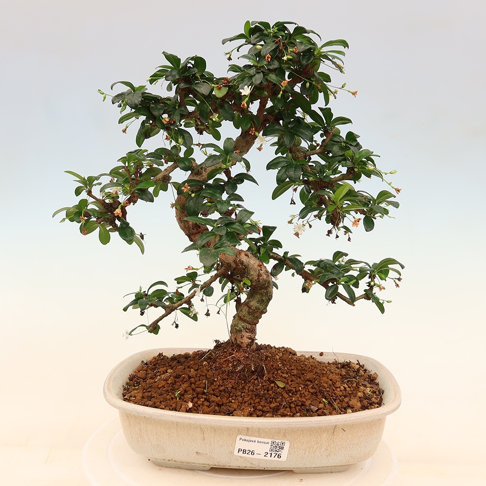 Kamerbonsai - Carmona macrophylla - Thee fuki
