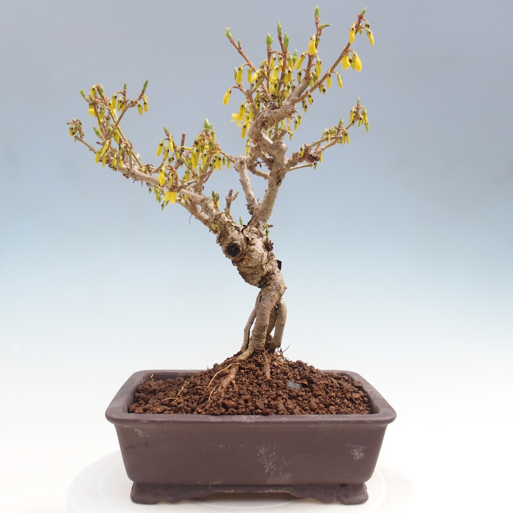Bonsai voor buiten - Zlatice - Forsythia koreana