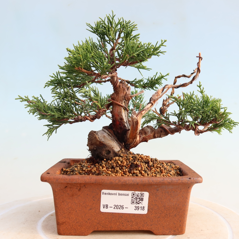 Bonsai voor buiten - Juniperus chinensis Itoigawa