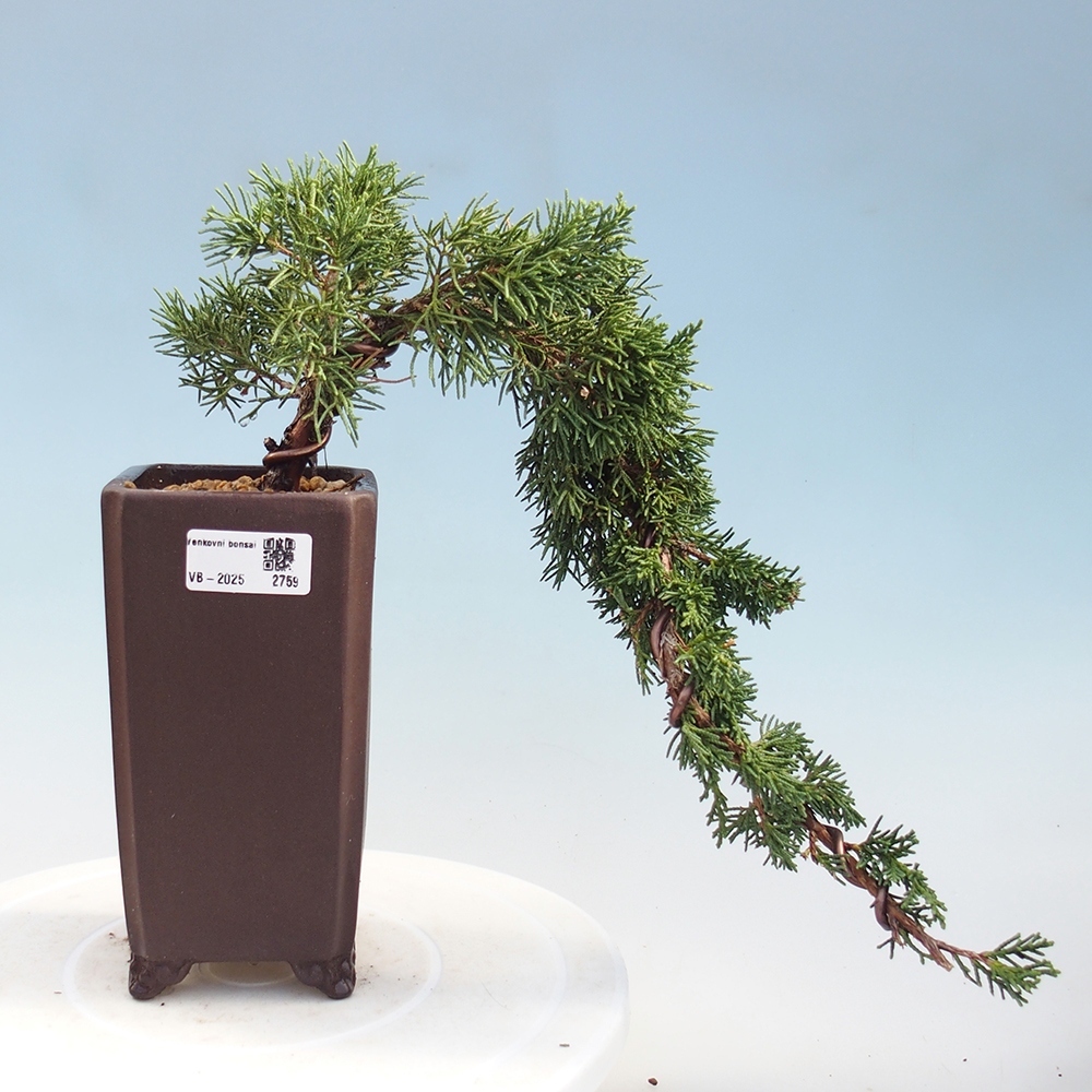 Bonsai voor buiten - Juniperus chinensis Kishu