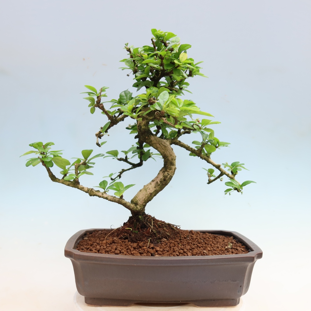 Kamerbonsai - Carmona macrophylla - Thee fuki