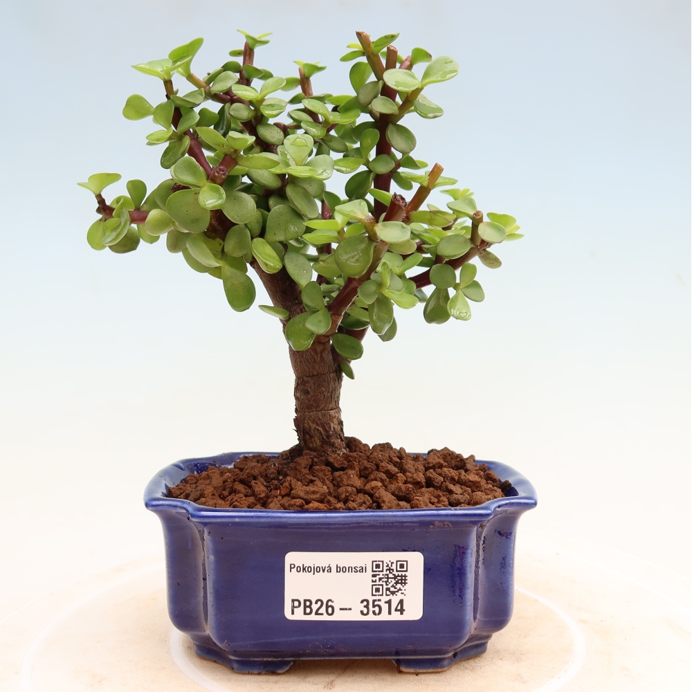 Kamerbonsai - Portulakaria Afra - Tlustice