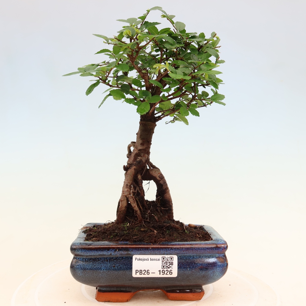 Kamerbonsai - Ulmus parvifolia - Winteriep