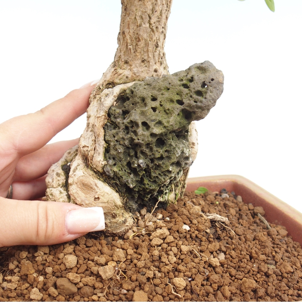 Bonsai voor buiten - Berberis coreana