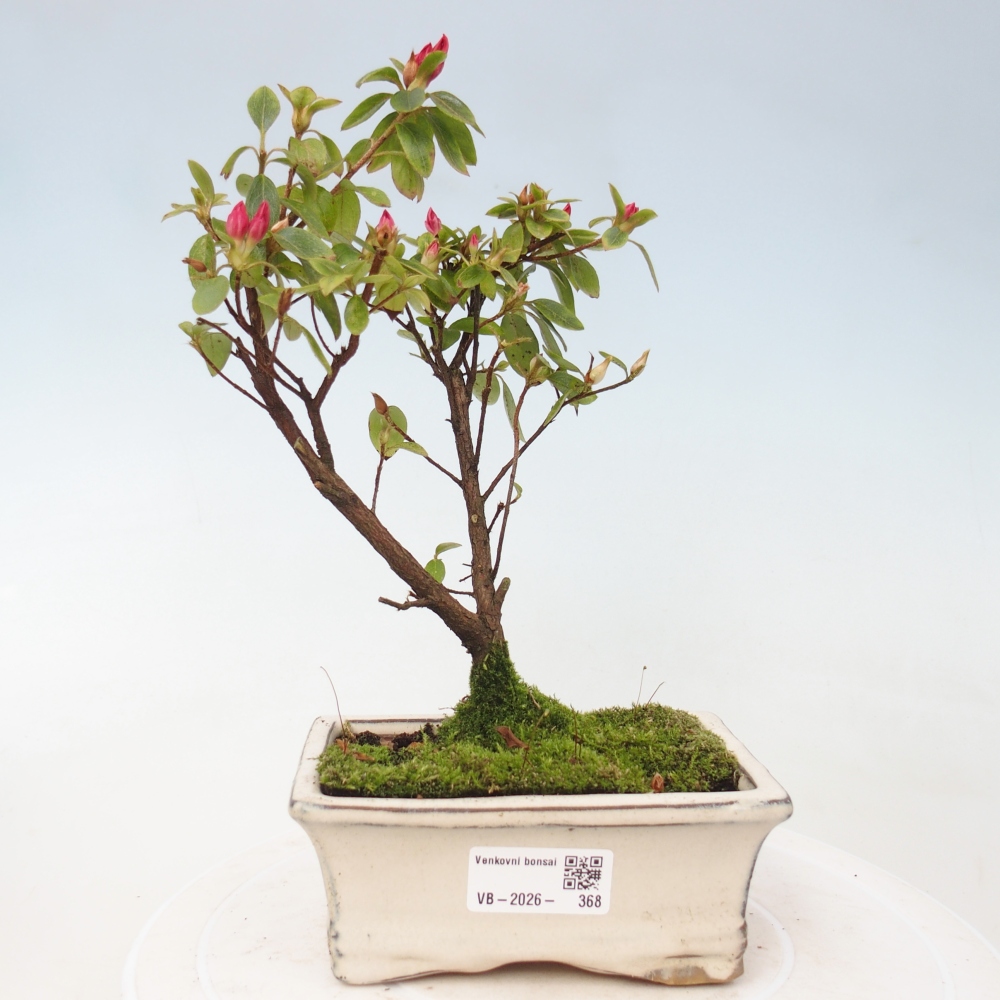 Bonsai voor buiten - Japanse azalea - Azalea sp.