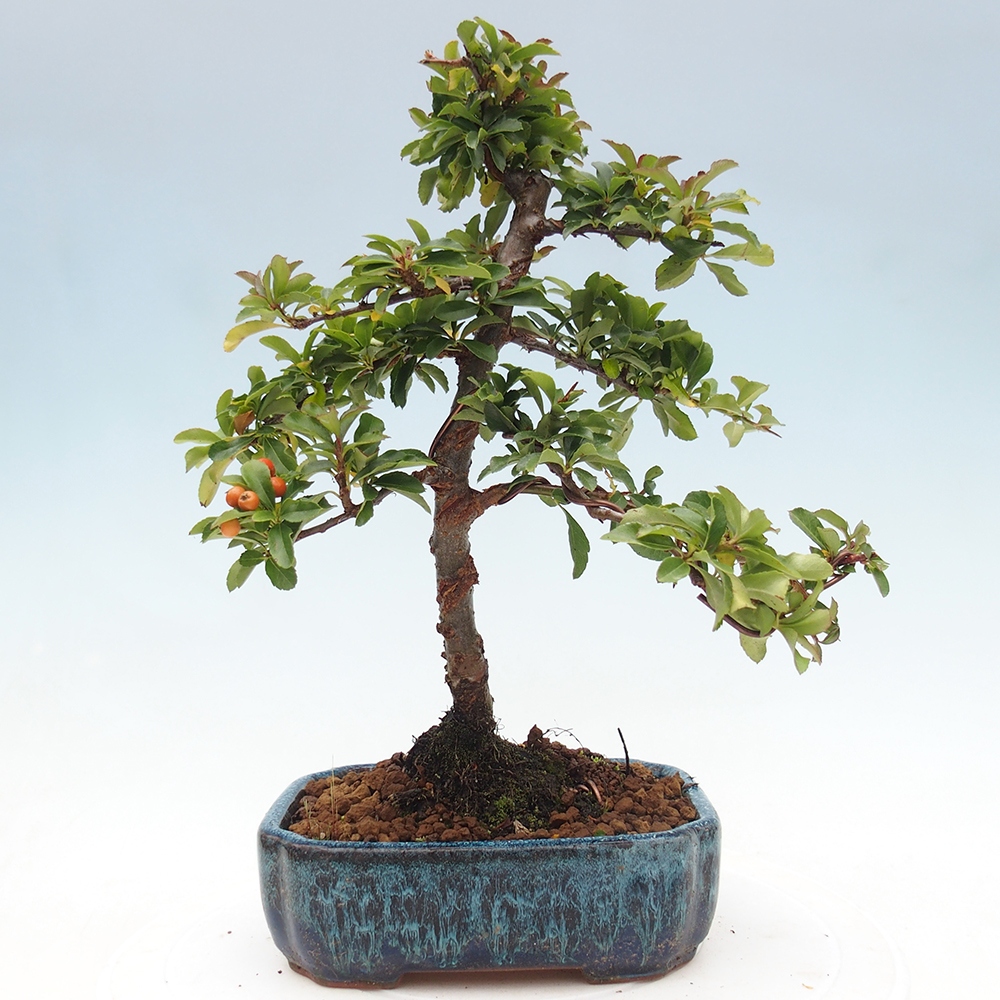 Bonsai-Pyracantha Teton voor buiten -Hlox