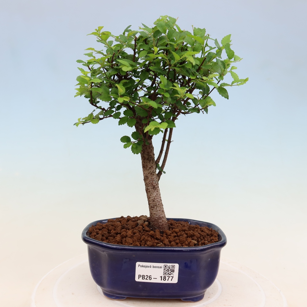 Kamerbonsai - Ulmus parvifolia - Winteriep