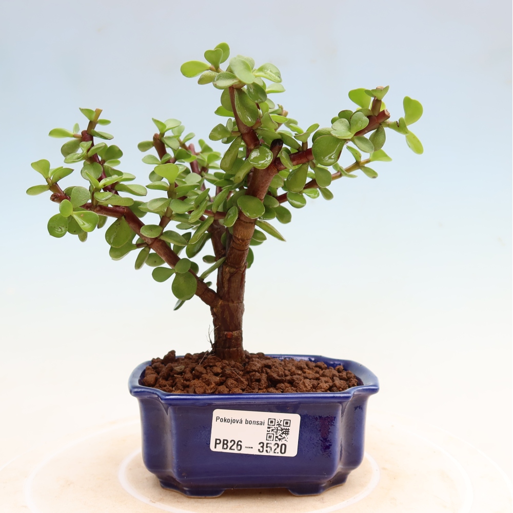 Kamerbonsai - Portulakaria Afra - Tlustice