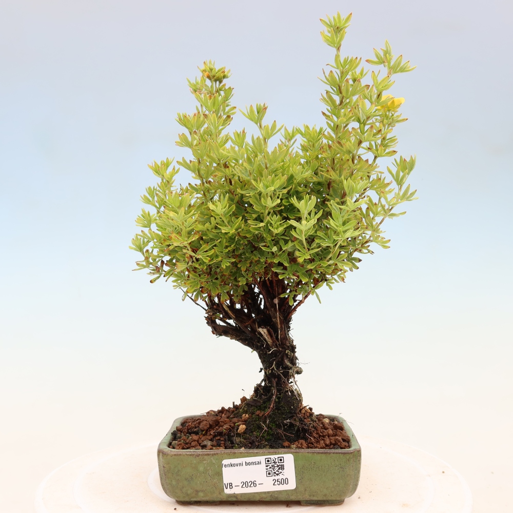 Bonsai voor buiten - Potentila fruticosa