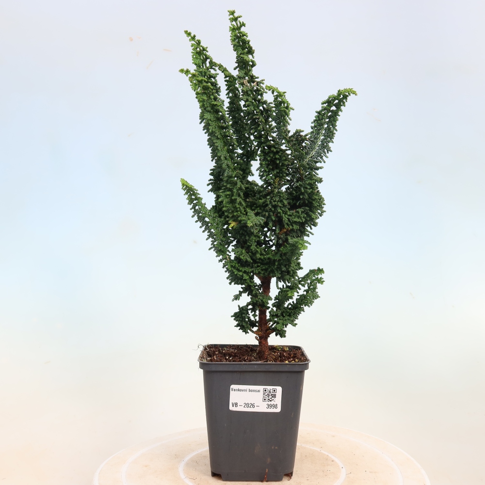 Bonsai voor buiten - Cham. obtusa SEKKA HINOKI - Cipres