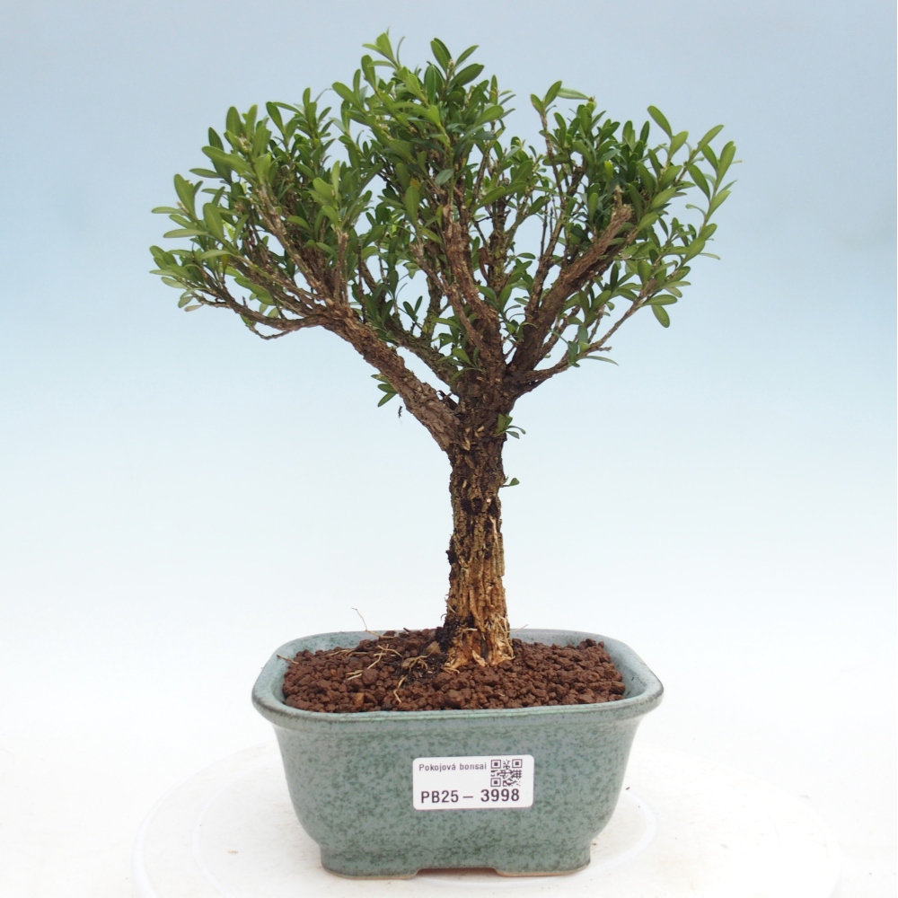 Kamerbonsai - Buxus harlandii - kurk buxus